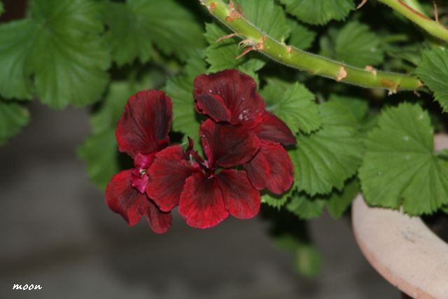 engleska pelargonija